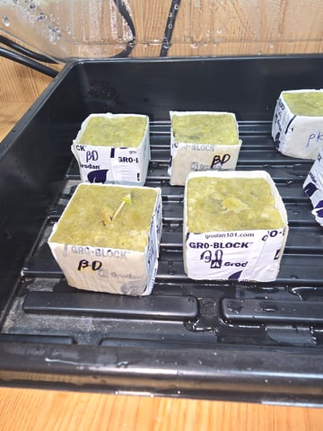 Growing — seedling_rooting, day 3