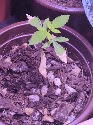 Audrey III — seedling_rooting, day 25