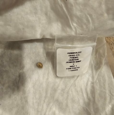 Junior Mint X Mac 1 — grow_setup, day 1