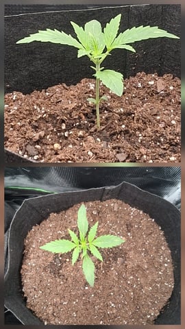 First Indoor Grow  — seedling_rooting, day 15