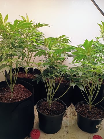 Lokie OG x Permanent Marker — flower, day 50