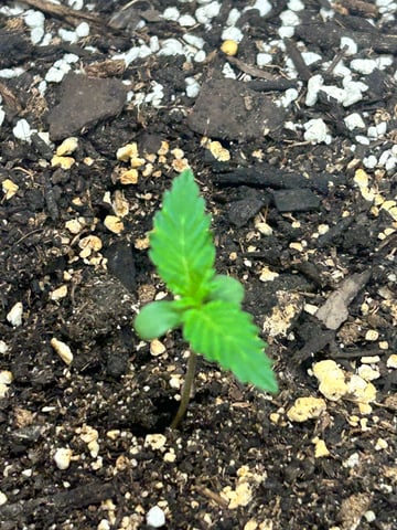 White Widow Twins — seedling_rooting, day 11