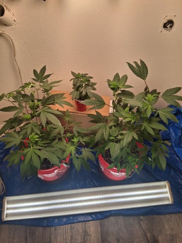 S&D  First Grow — vegetative, day 32