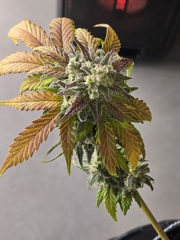 Mimosa Sunrise XXL 3x3 tent — flower, day 57