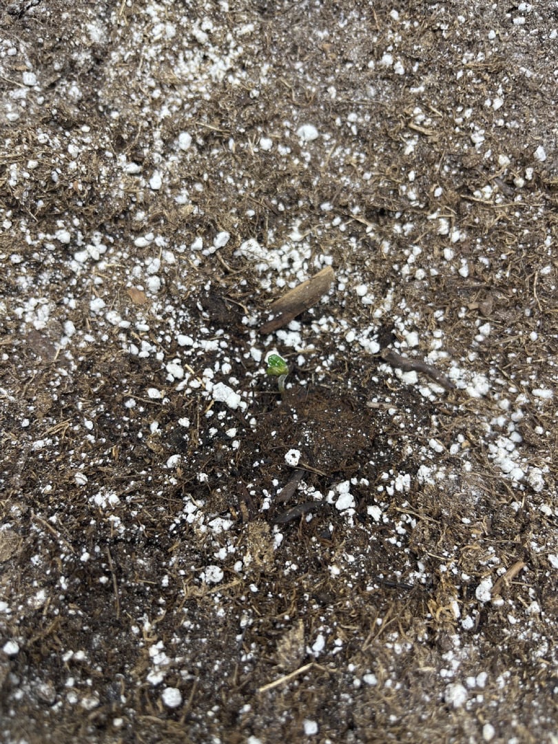 Chick n Wafflez, Big Bud Auto, Strawberry cheesecake auto