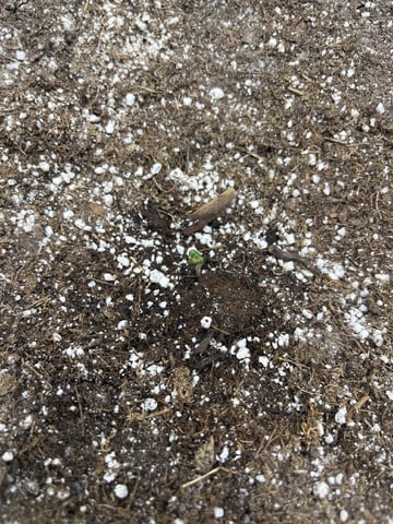 Chick n Wafflez, Big Bud Auto, Strawberry cheesecake auto — grow_setup, day 1