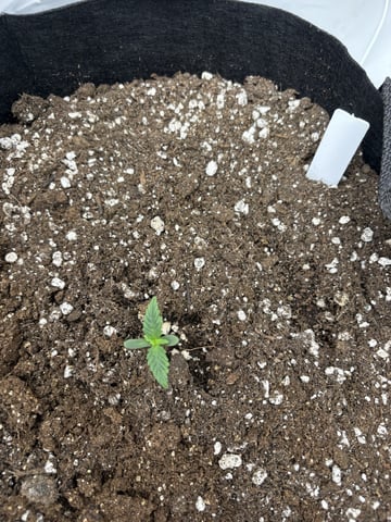 My First Grow — vegetative, day 6