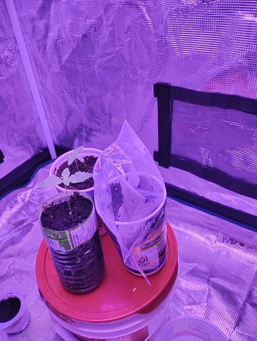 my first time growing in a grow tent  — seedling_rooting, day 1