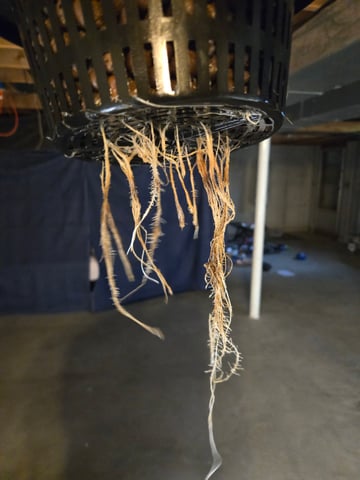 RQS Cookies Gelato — vegetative, day 24