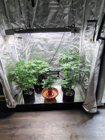 garage set up — flower, day 69