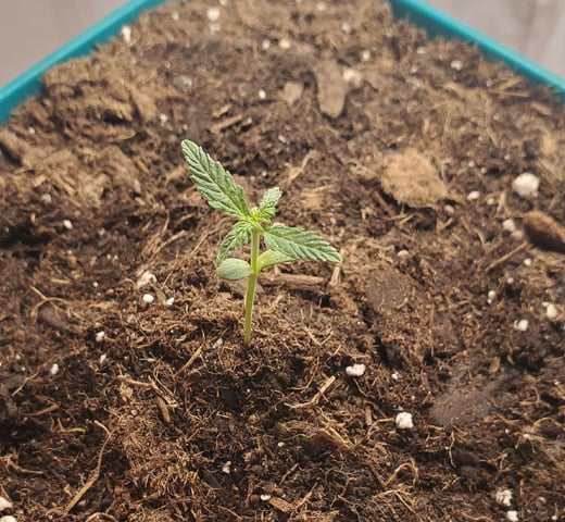 Plant 10A — seedling_rooting, day 1