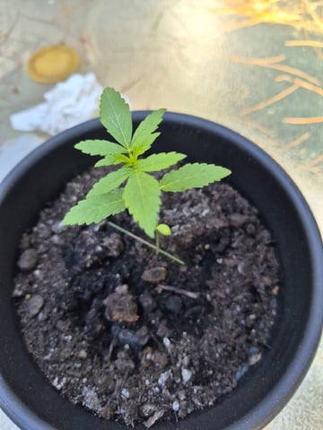 My First Grow — vegetative, day 22