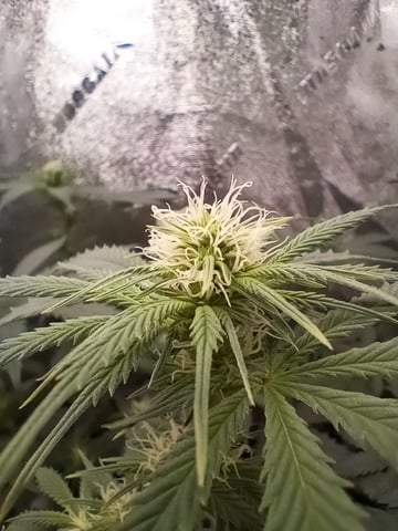 All Aboard!!! — flower, day 83