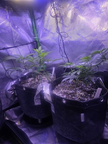 MOTHER ROOM — vegetative, day 113