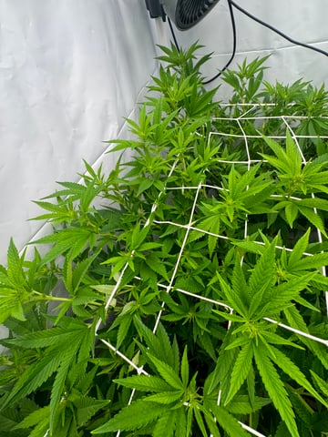 Permanent Marker, Gary Payton — flower, day 12