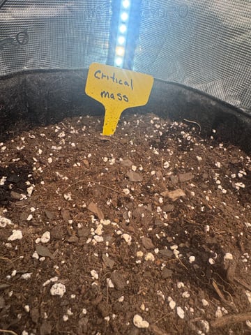  critical mass — germination, day 1