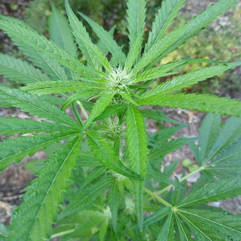 1GreenThumb — flower, day 269