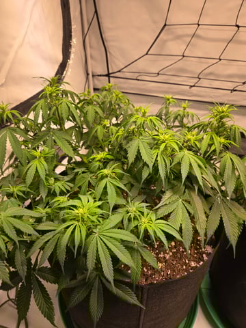 Purple Skunk 3 x 5  — flower, day 50