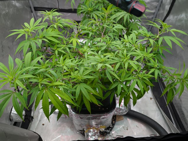 Black African Magic — flower, day 77