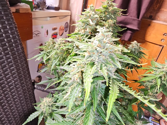 round 2 — flower, day 70