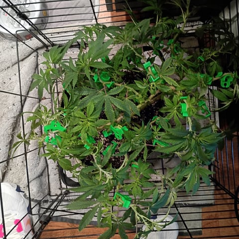 FKAFL — vegetative, day 64