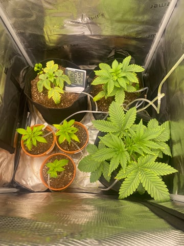 Bruce Banner (Auto) — flower, day 40