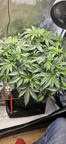 Ace Killer OG — flower, day 28