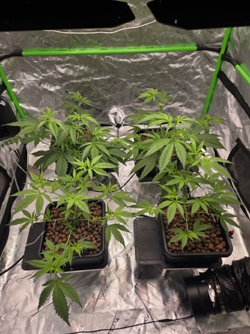Funk Mountain 2 — flower, day 19