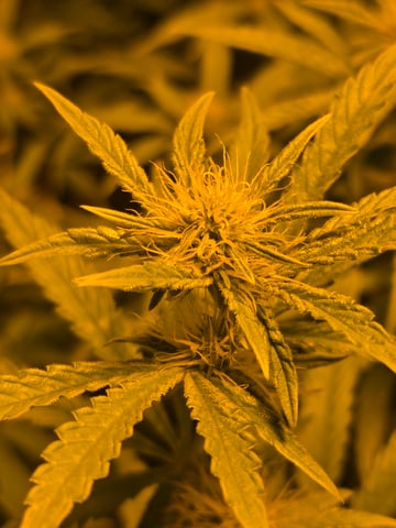 2nd Autoflower Indoor Grow — flower, day 54