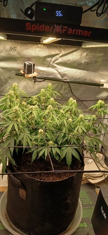 Diesel Auto Round 2 — flower, day 50