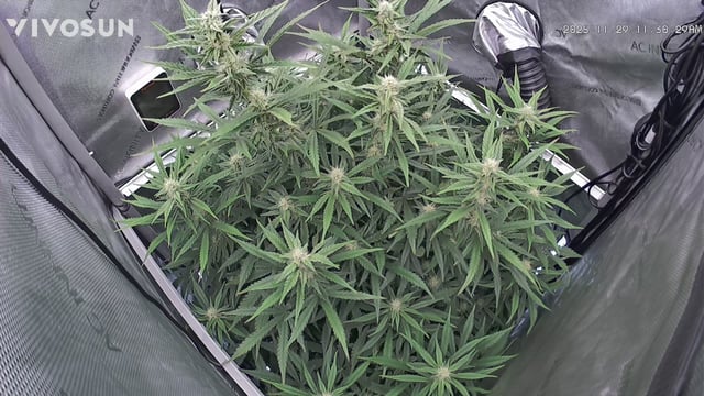 gorilla cookies  — flower, day 34