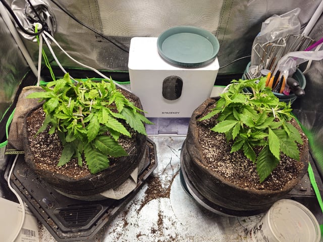 Kushberry Moonrocks — vegetative, day 23