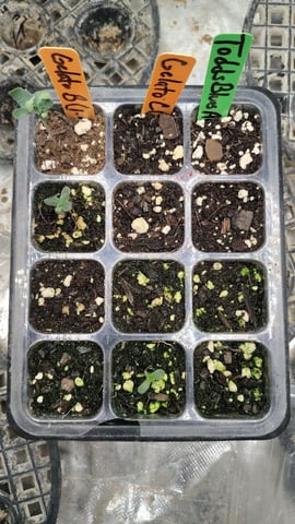 Gelato Auto C — seedling_rooting, day 1