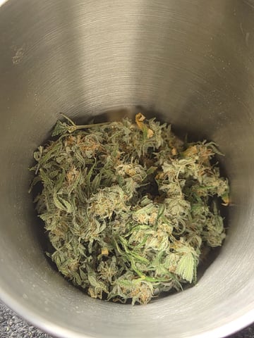 Kalini Asia Auto  — flower, day 74