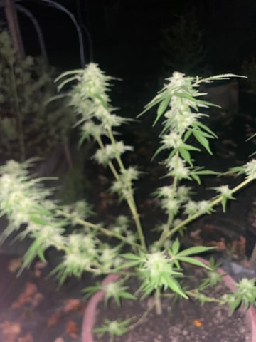 any help suggestions welcome — flower, day 31