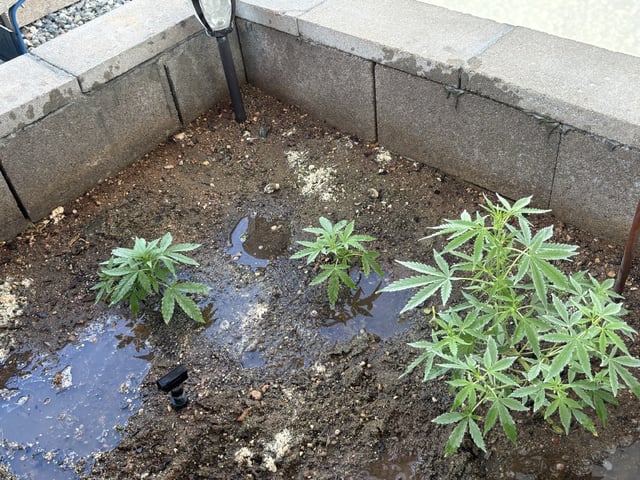 Fast Buds Auto And Special Queen Auto — vegetative, day 33