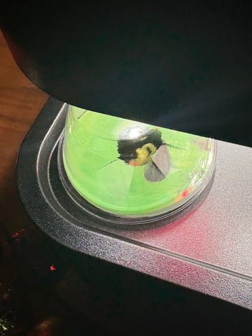 Rc Exotics — seedling_rooting, day 8