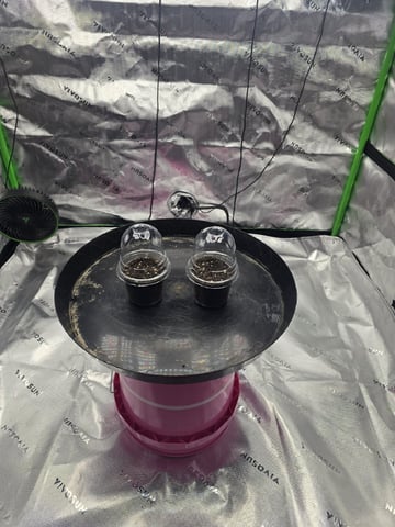 No vedge grow — germination, day 1