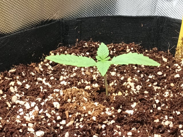 Last girls got kicked. — seedling_rooting, day 8