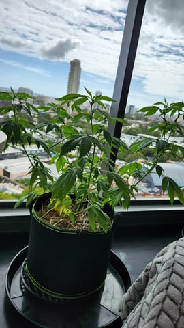 Royal Highness — vegetative, day 78