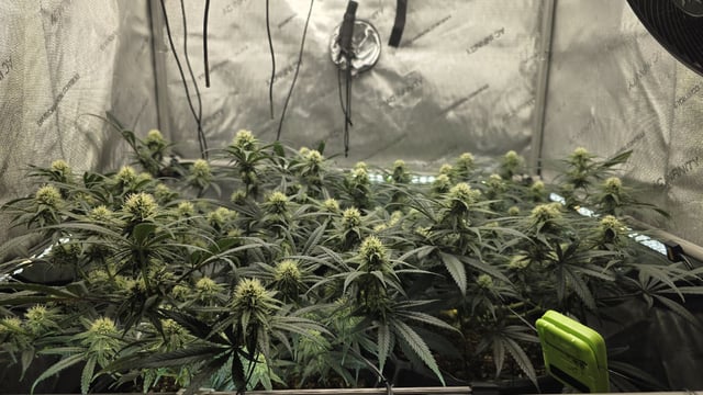 lilac diesel Rbx2 — flower, day 88