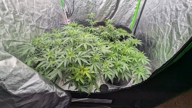 Strawberry Cheesecake Seedsman Seeds Autoflowers x2 — flower, day 40