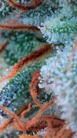 Dante's Inferno Rerun