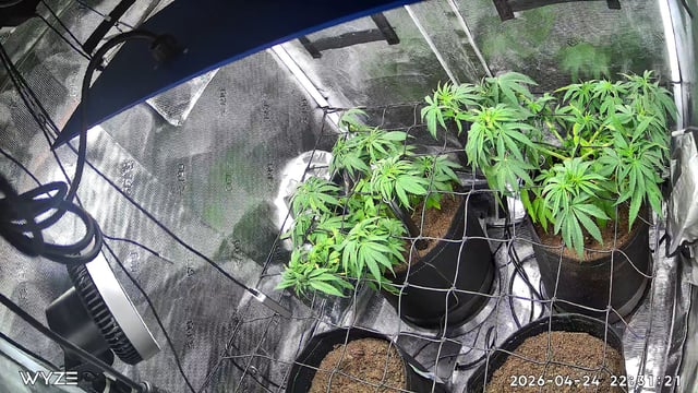 Blue Dream Feminized  — vegetative, day 56