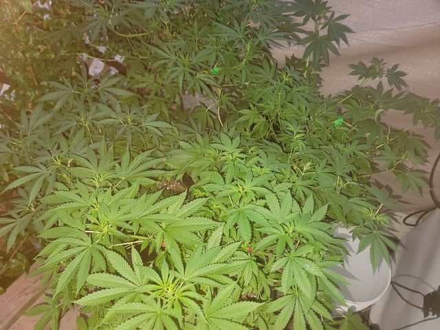 Ghetto Growing