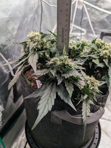 2025 EOY Grow — flower, day 56