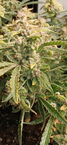 tzar cheese — harvest, day 40