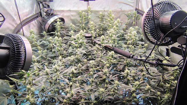 Straight Blasted  — flower, day 24