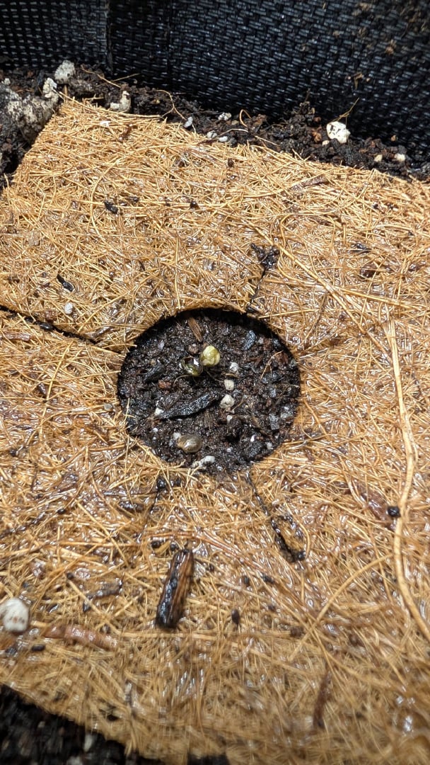 All White Spring Grow