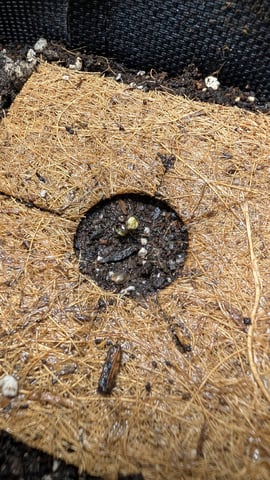 All White Spring Grow